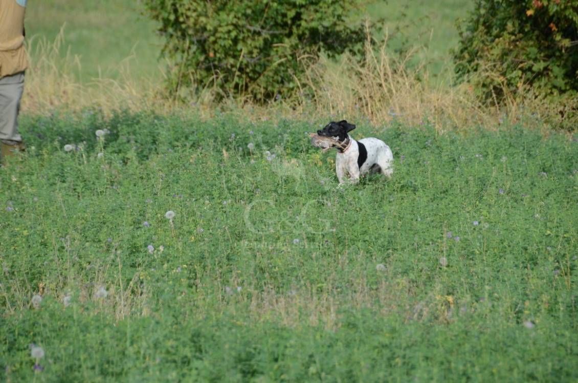 POINTING DOG