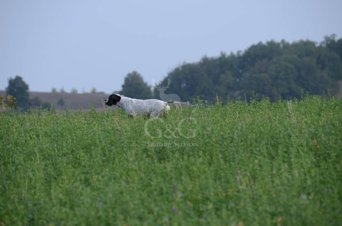 POINTING DOG