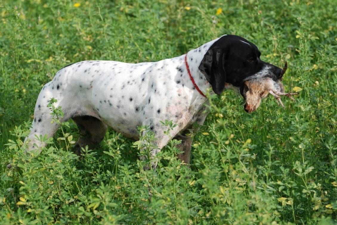 POINTING DOG