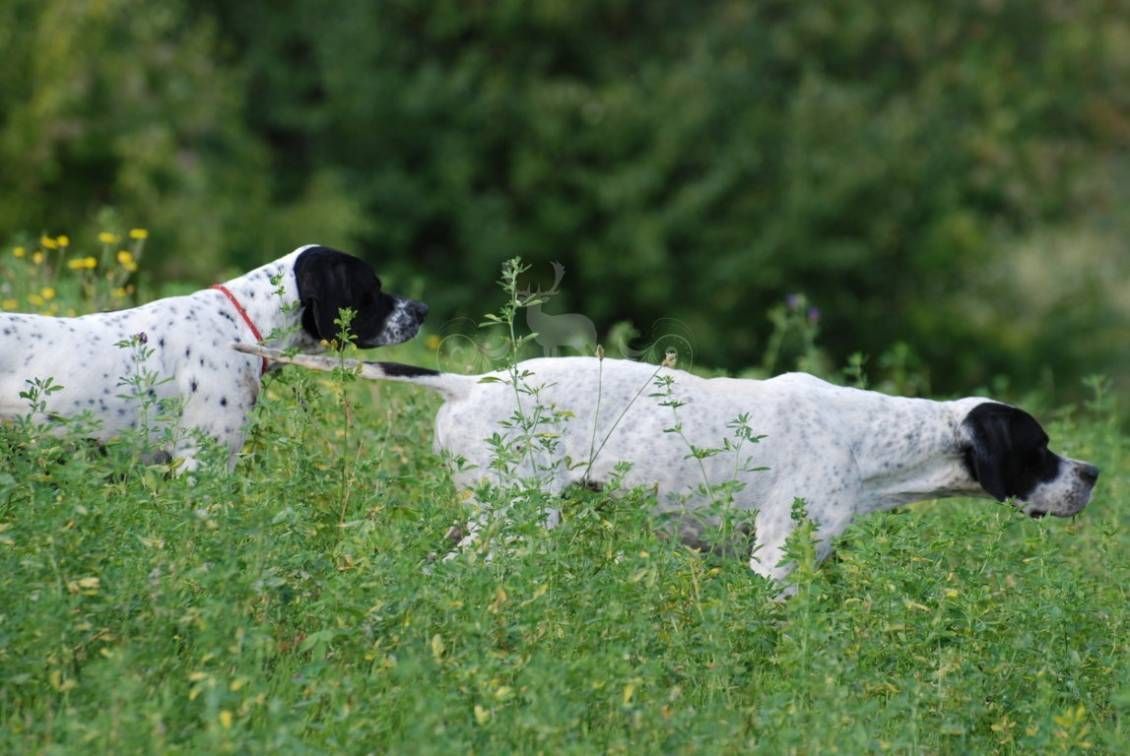 POINTING DOG