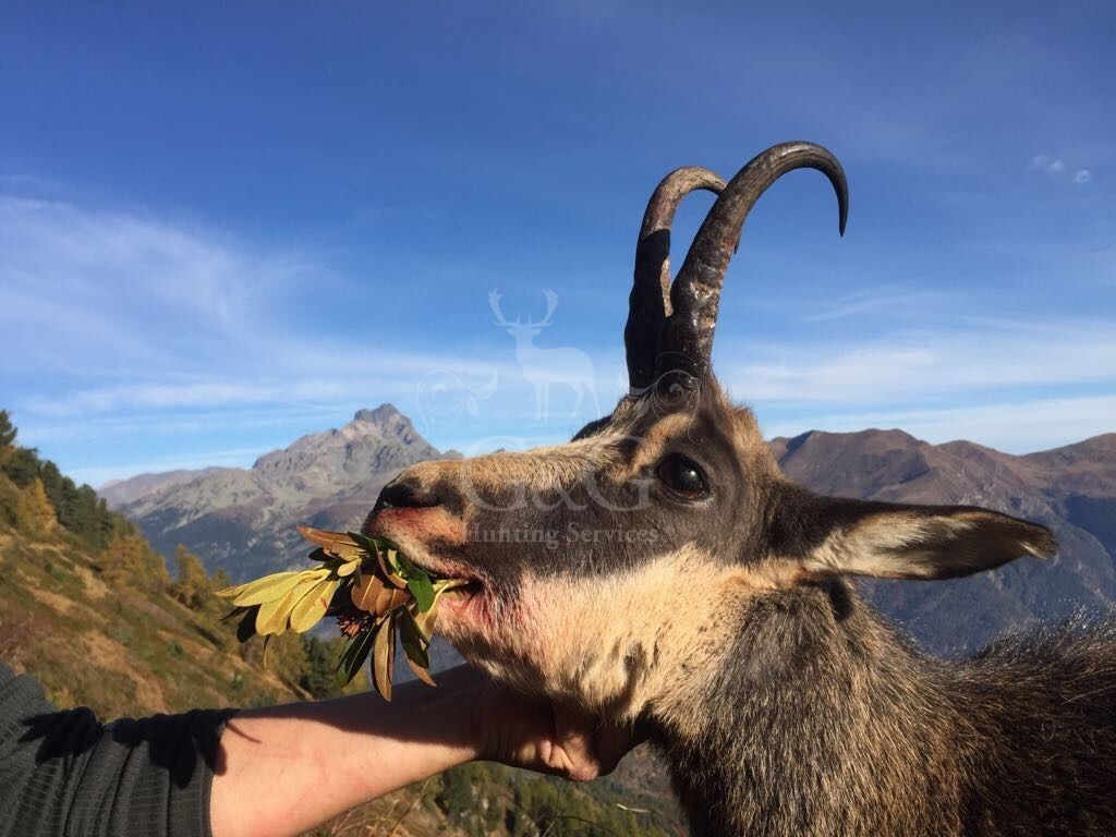 TROPHIES - CACCIA IN MONTAGNA