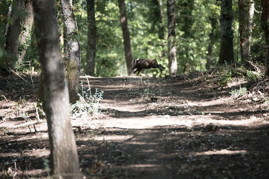 DRIVEN WILD BOAR - G&G Hunting Services