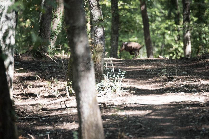 DRIVEN WILD BOAR - G&G Hunting Services