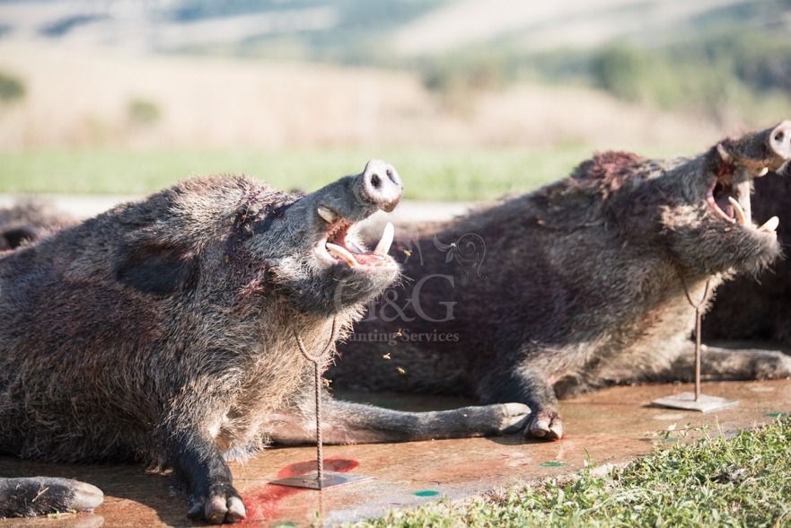 DRIVEN WILD BOAR - G&G Hunting Services