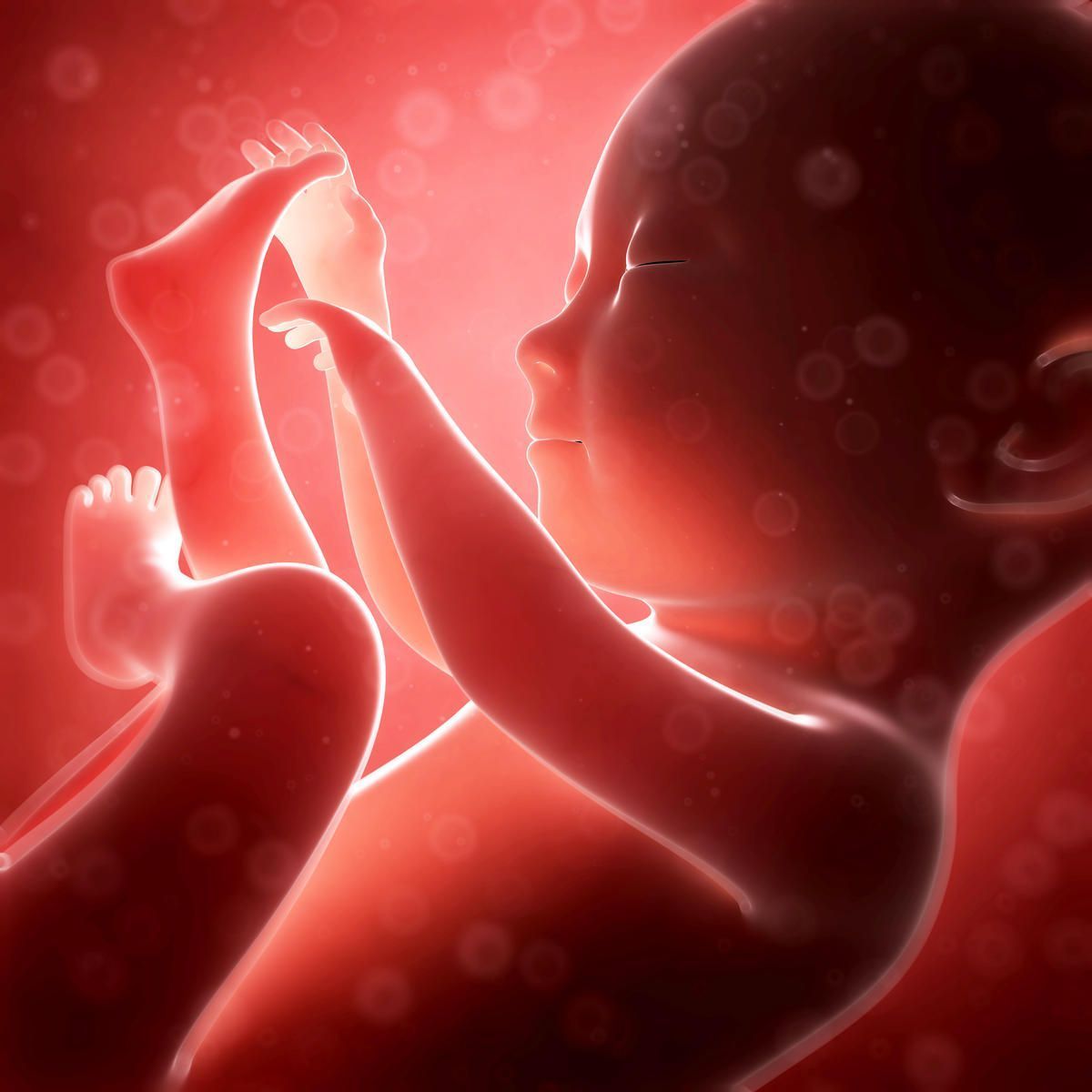 A close up of a baby in the womb
