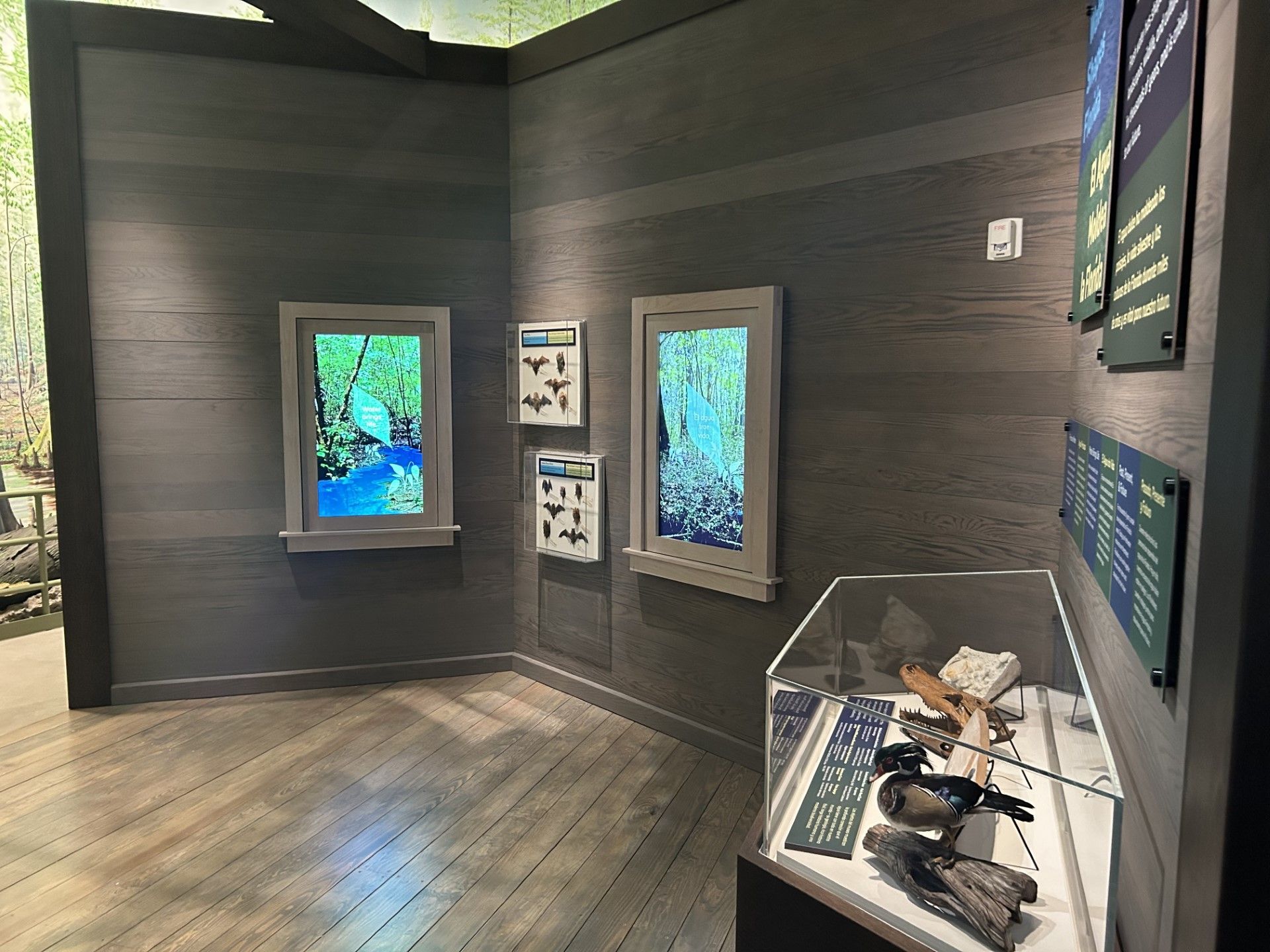 Museum exhibit: Windows with projected forest scenes, displays of artifacts, gray walls, wooden floor.