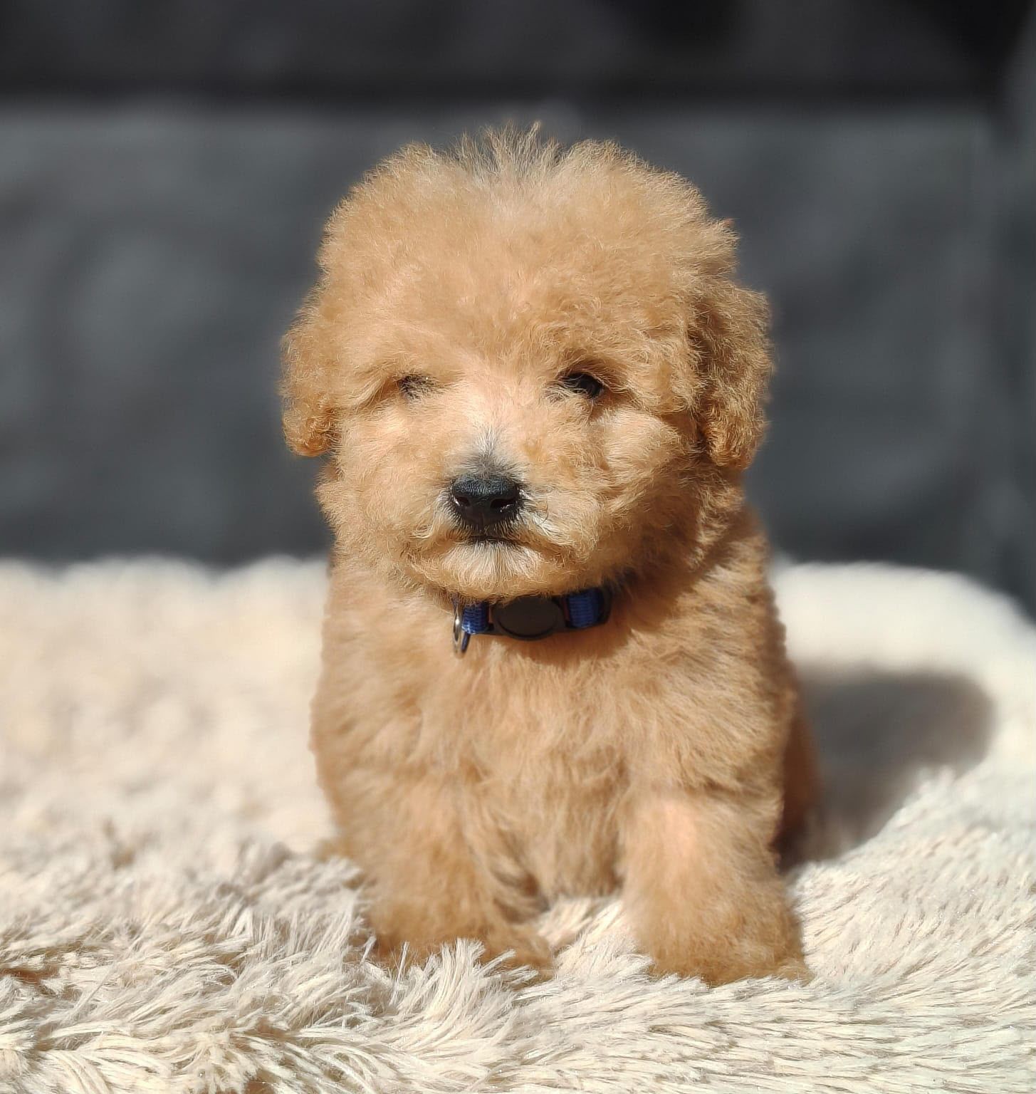Cachorrito pequeño de pelo rizado color canela con collar azul sentado sobre una manta blanca y esponjosa.