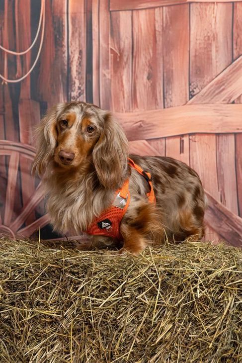 Un perro salchicha de pelo largo con un arnés naranja está tumbado sobre heno delante de la puerta de un granero de madera.