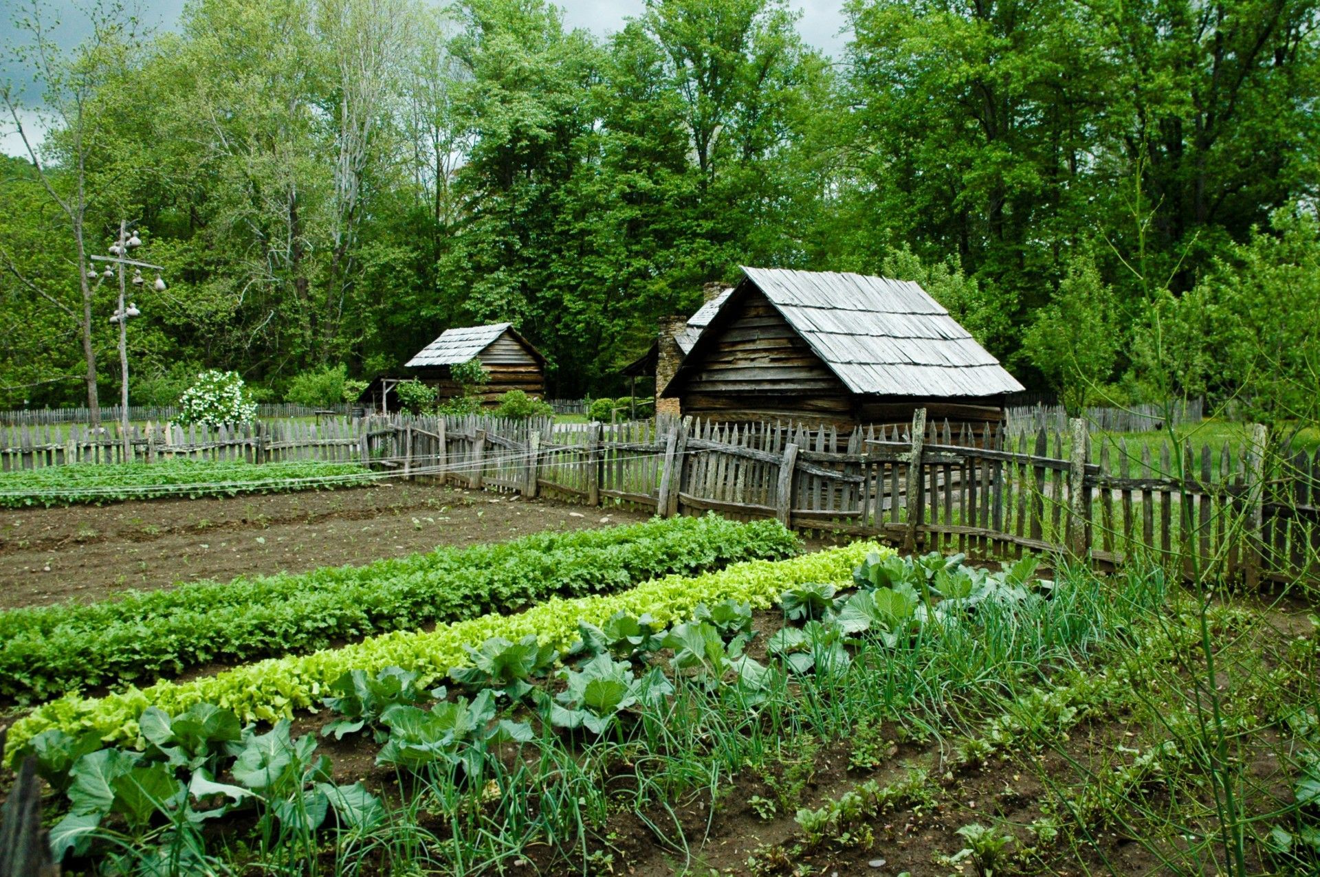 Rural garden with green crops, wooden fences, and small rustic sheds amid trees