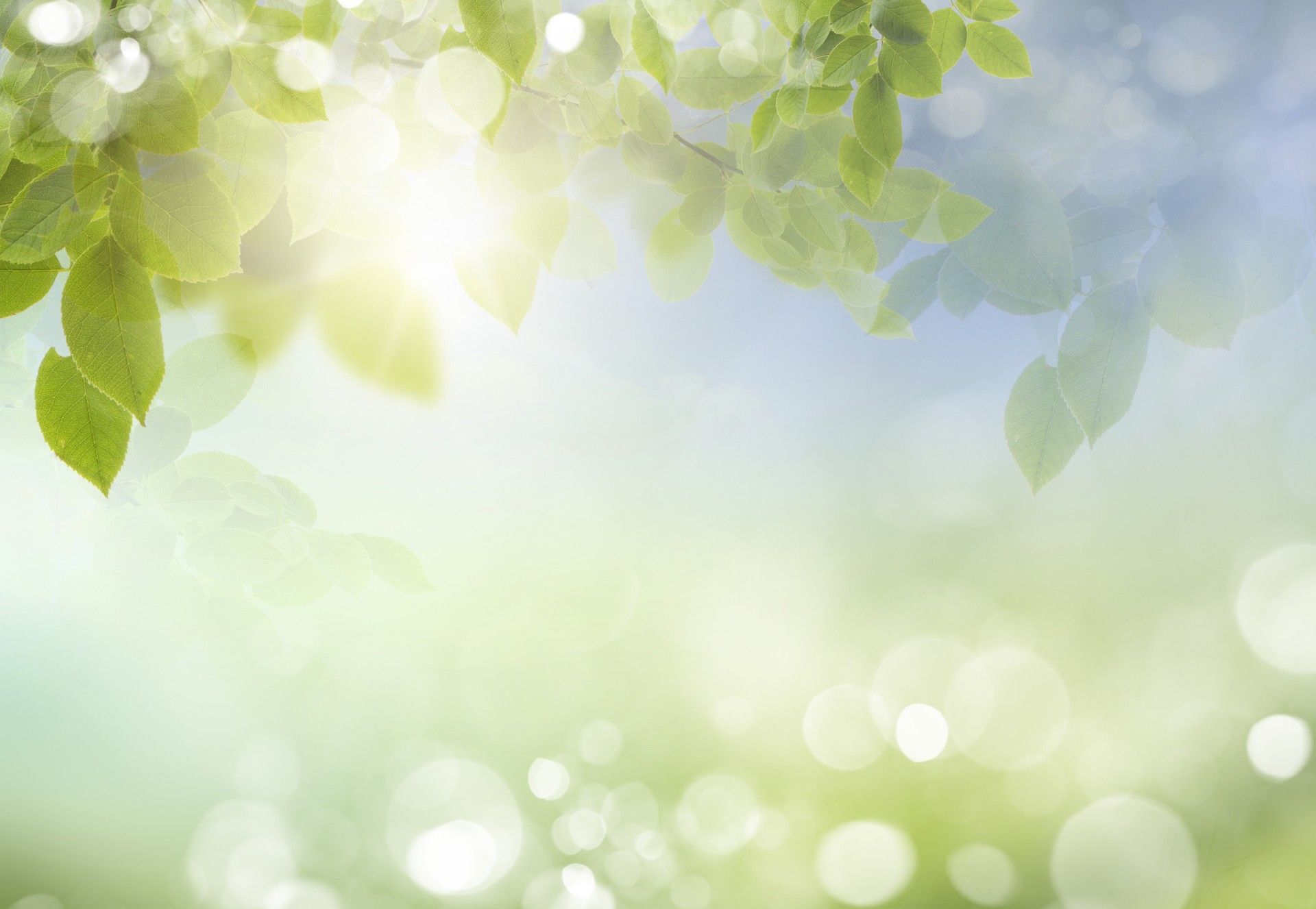 Soft-focus green leaves with bright sunlight and bokeh in a serene nature background