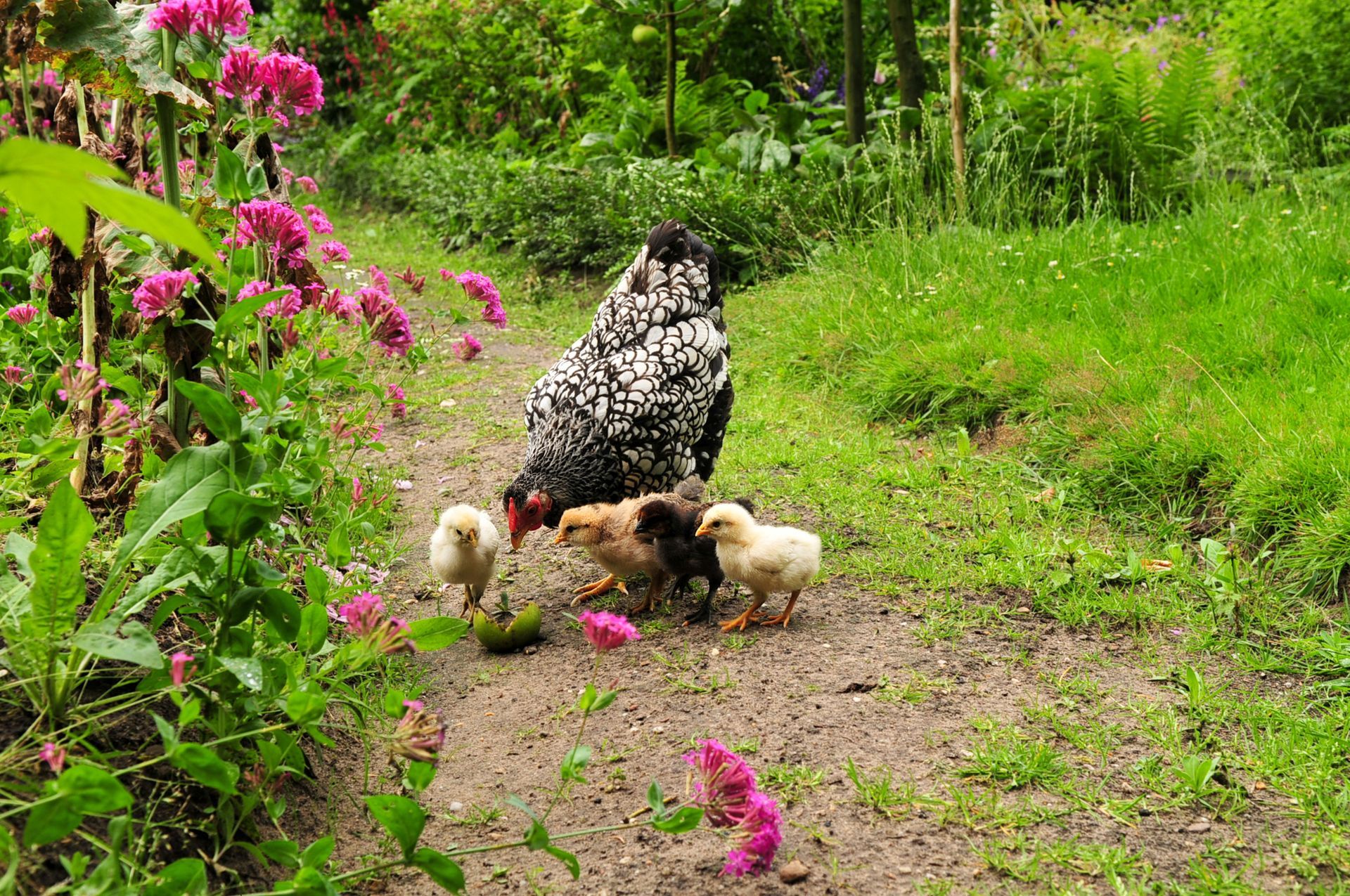 Speckled hen with chicks foraging on a dirt path in a lush green garden