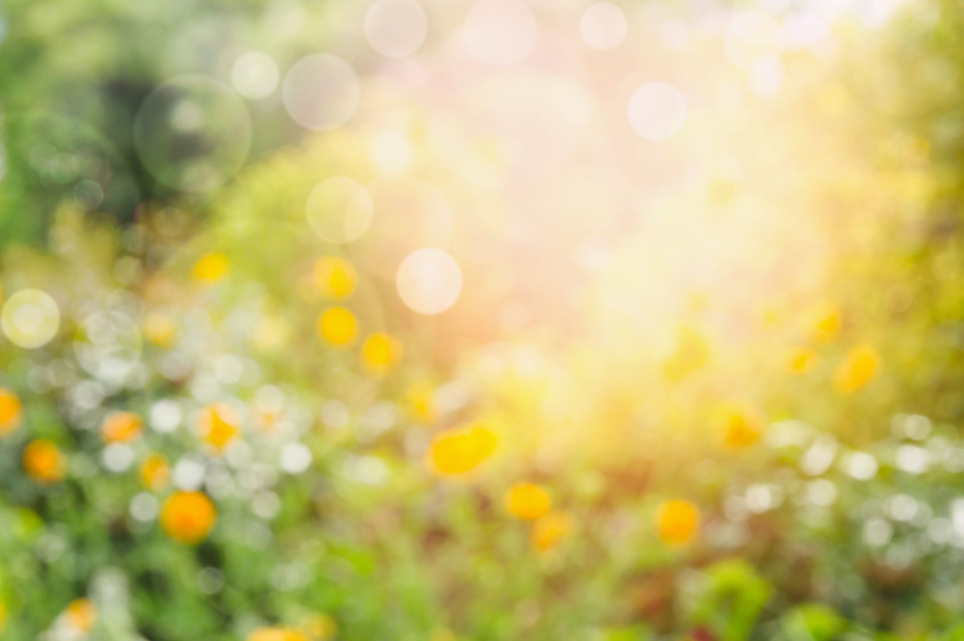 Sunlit wildflowers and green foliage with soft bokeh in a blurred garden scene