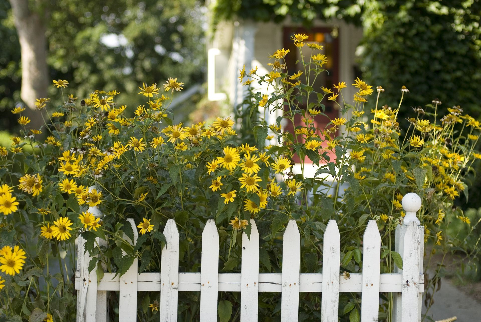 Yellow flowers blooming behind a white picket fence in a garden