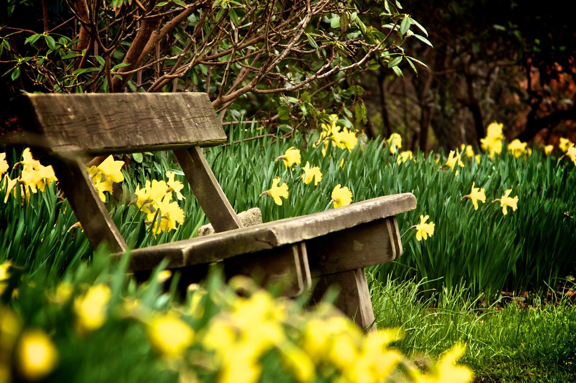 Wooden bench in a grassy garden surrounded by yellow flowers and trees