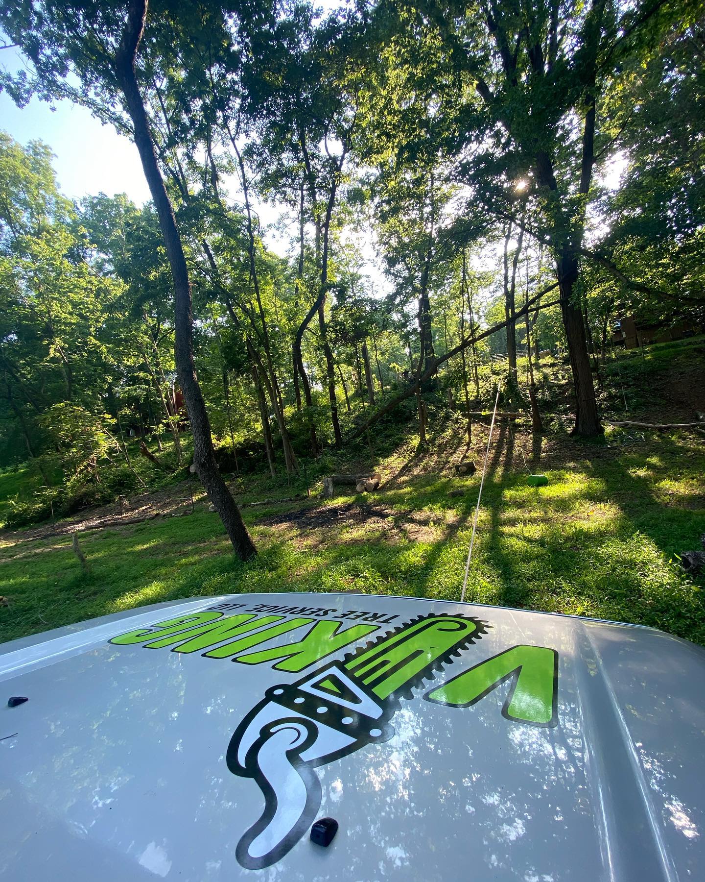 Trees with Viking Tree Service Brand
