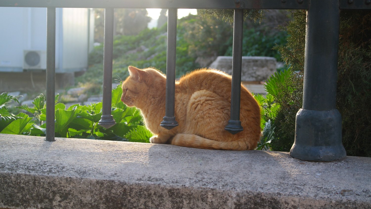 Athen Katzen