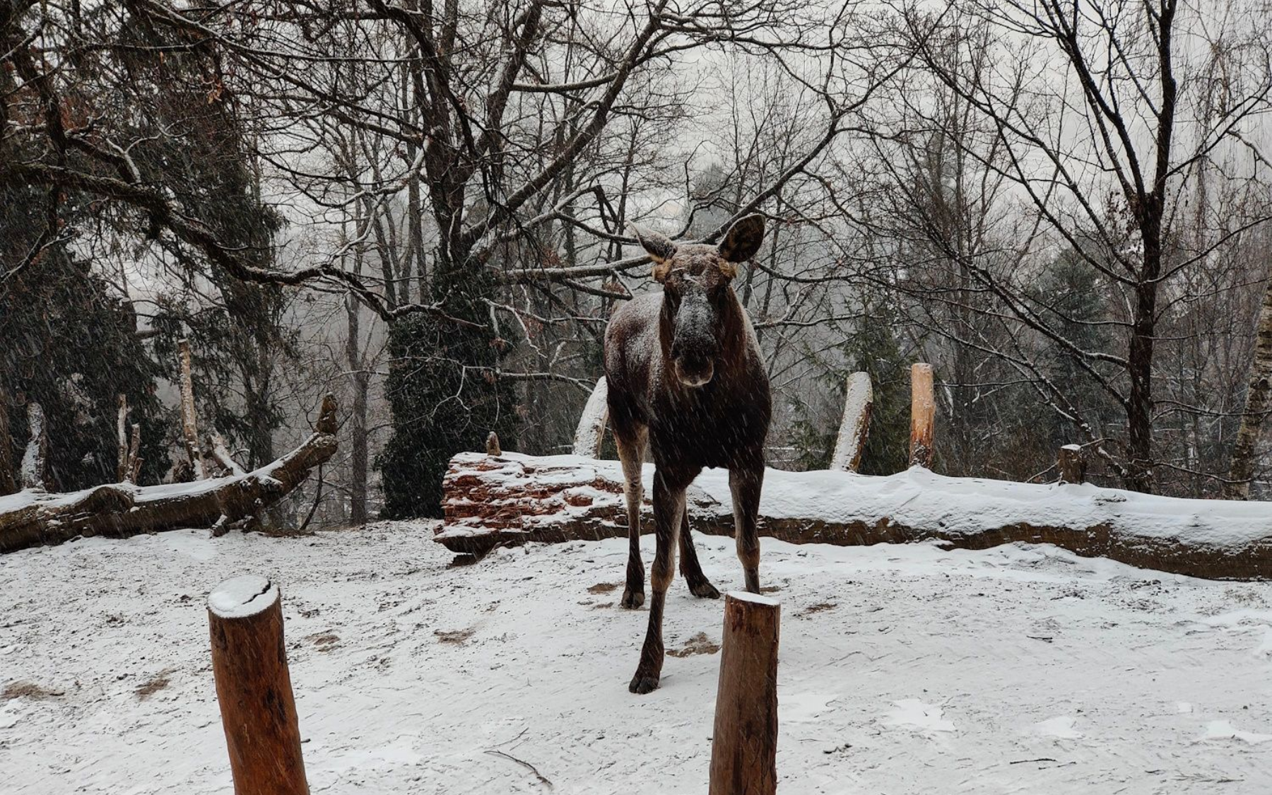 Alpenzoo Innsbruck Moose standing in snowy clearing, surrounded by trees and falling snow.