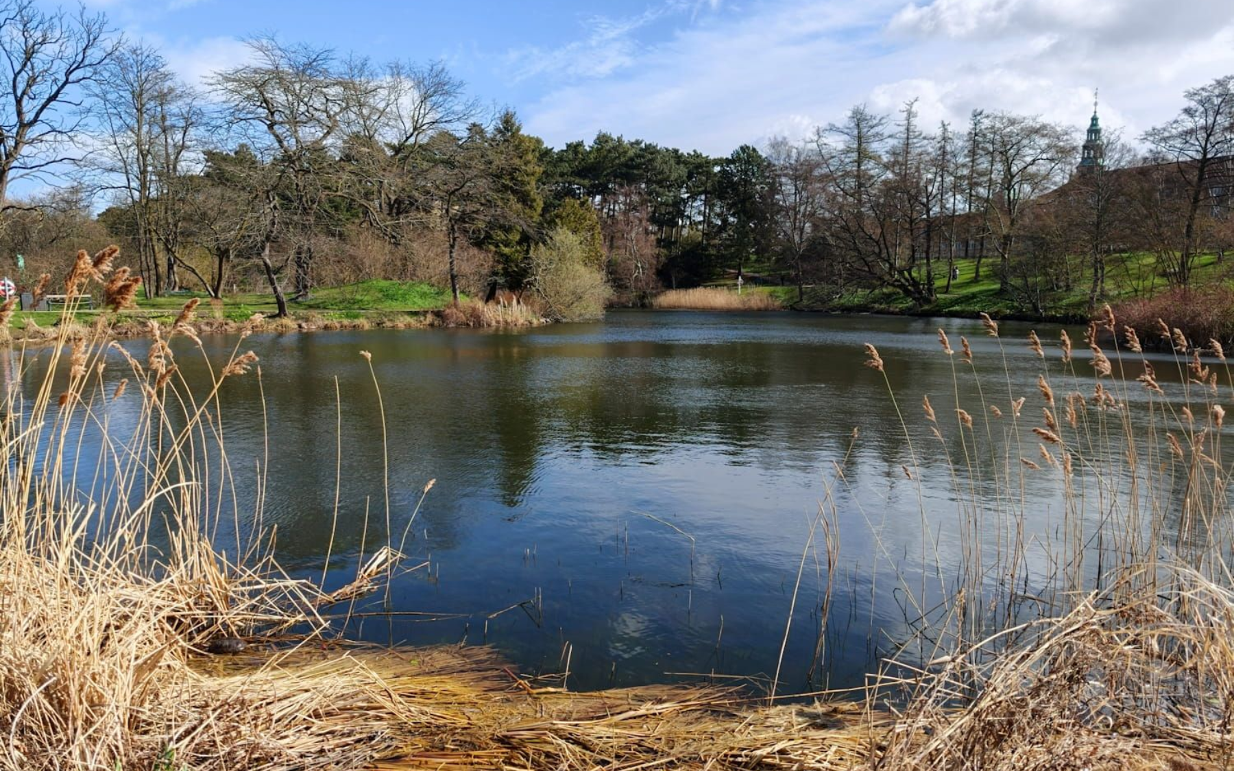 Botanischer Garten Kopenhagen Sunny pond with dry reeds in the foreground, trees around the water, and a blue sky reflected on the surface