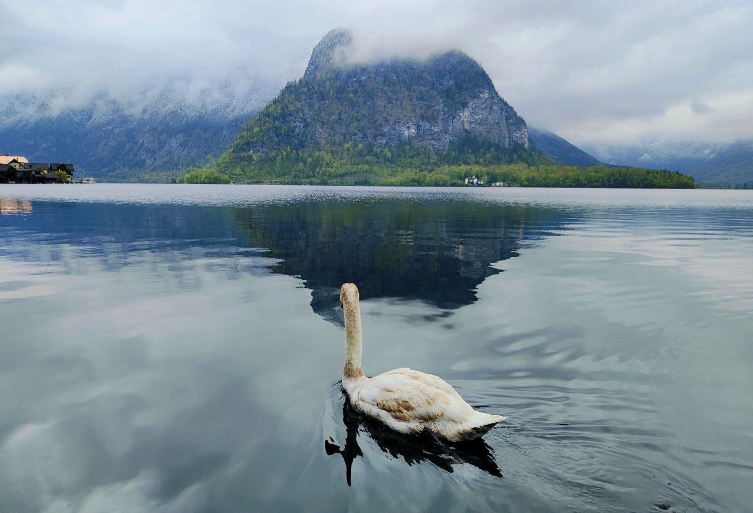 Hallstatt Österreich A swan is swimming in a lake with mountains in the background