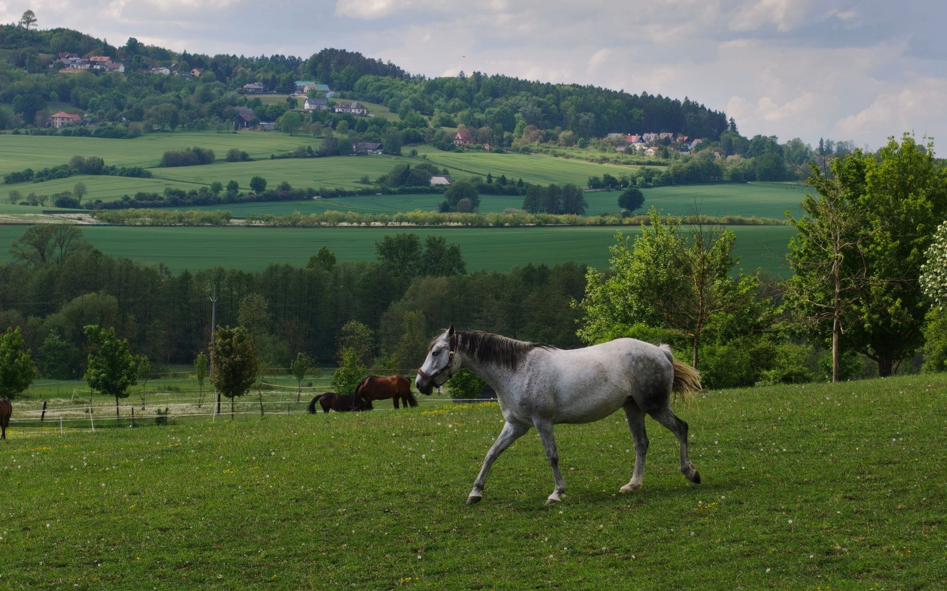 Jicín Stadtrand Gray horse grazing in a green pasture with hills and trees in the background