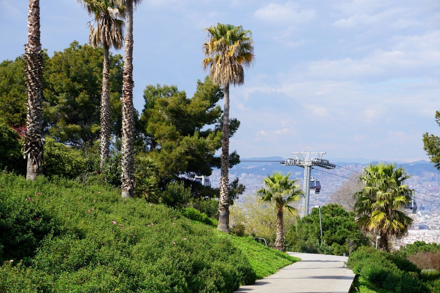 A walkway surrounded by palm trees and bushes with a cable car in the background