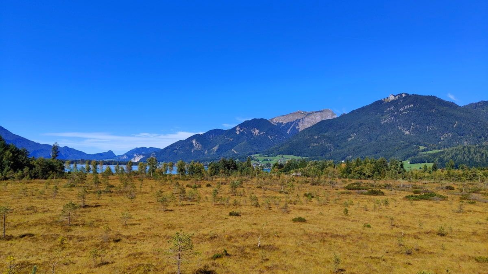 Moorlandschaft Golden field with small trees, blue sky, and mountains.
