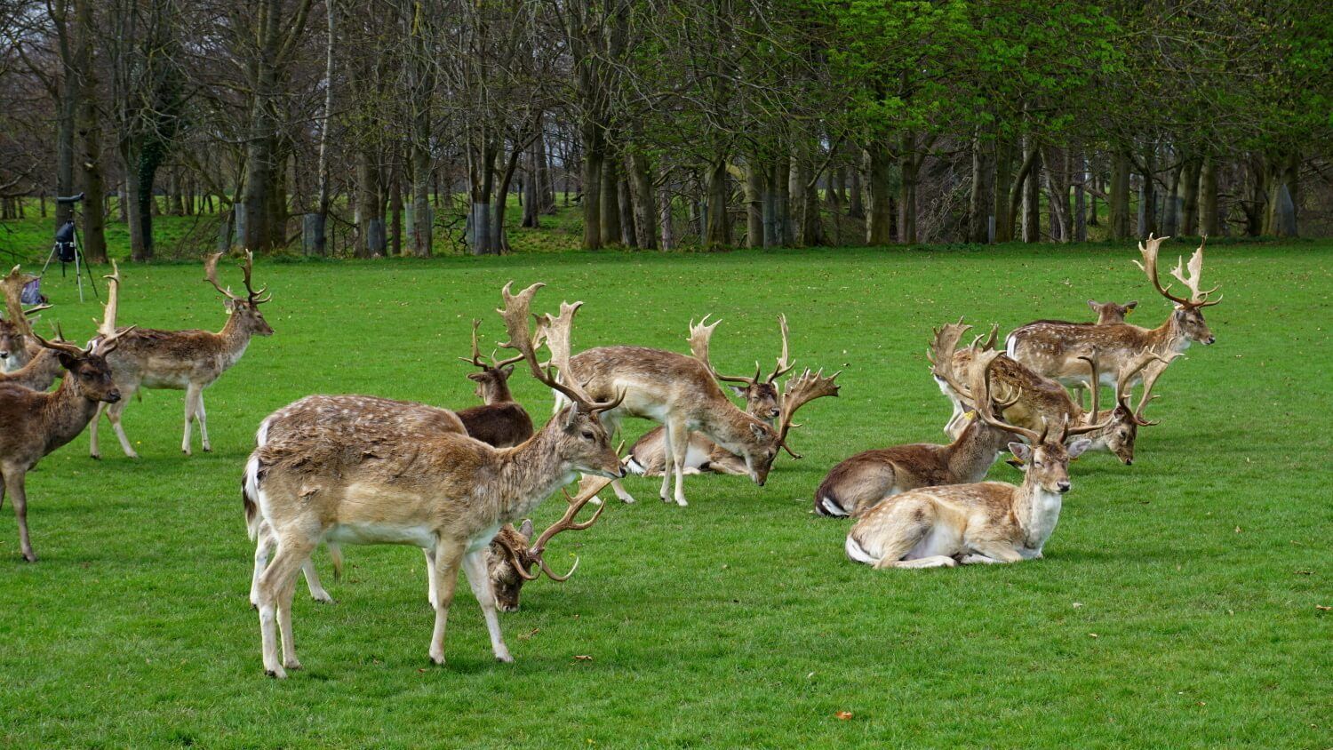 Freilebende Rehe im Phoenix Park gehören ebenfalls zu Dublin. Sie sind freundlich und gelassen.