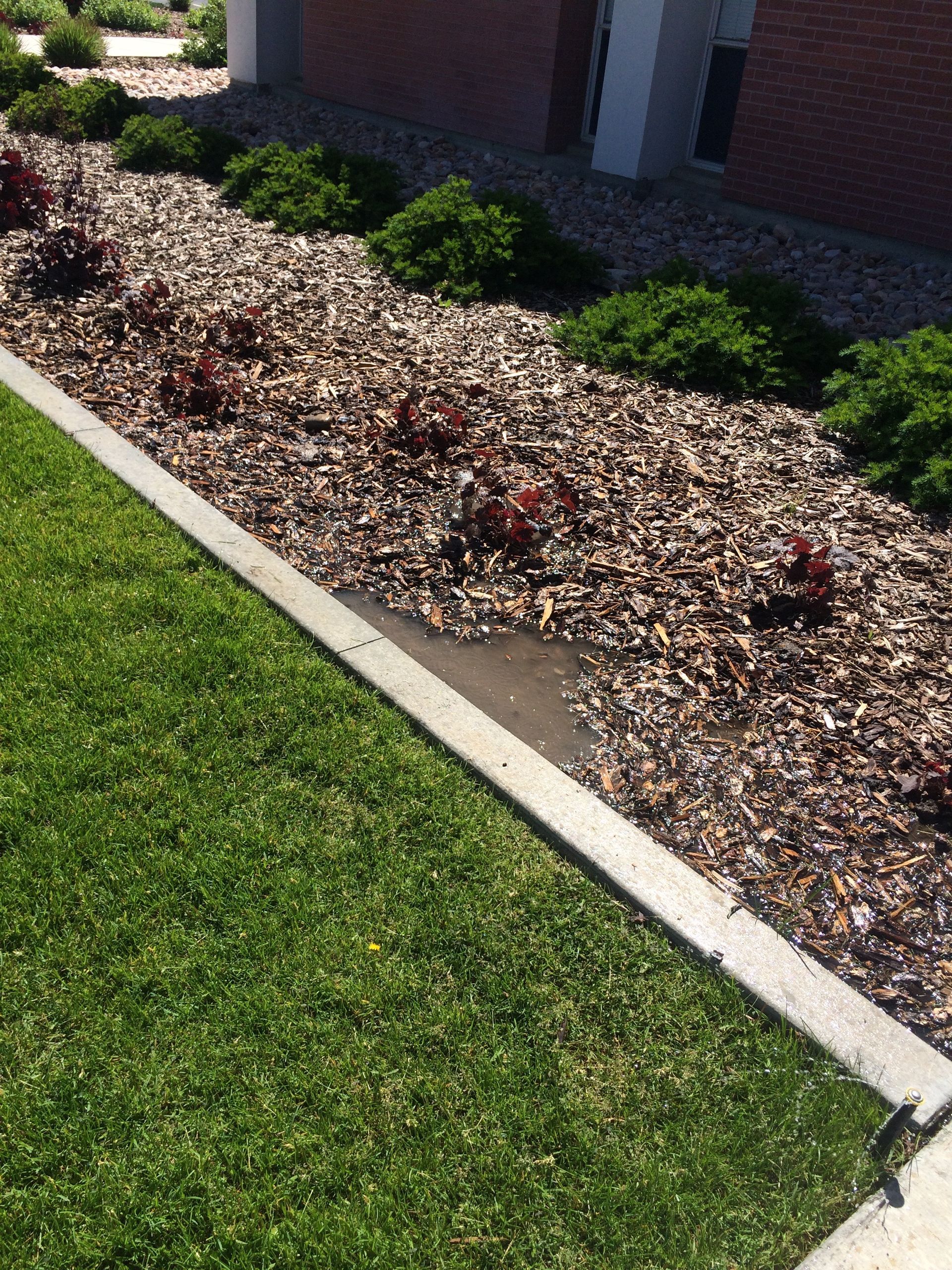 A grassy lawn borders a concrete curb, flowerbed with dark mulch, shrubs, and reddish plants.