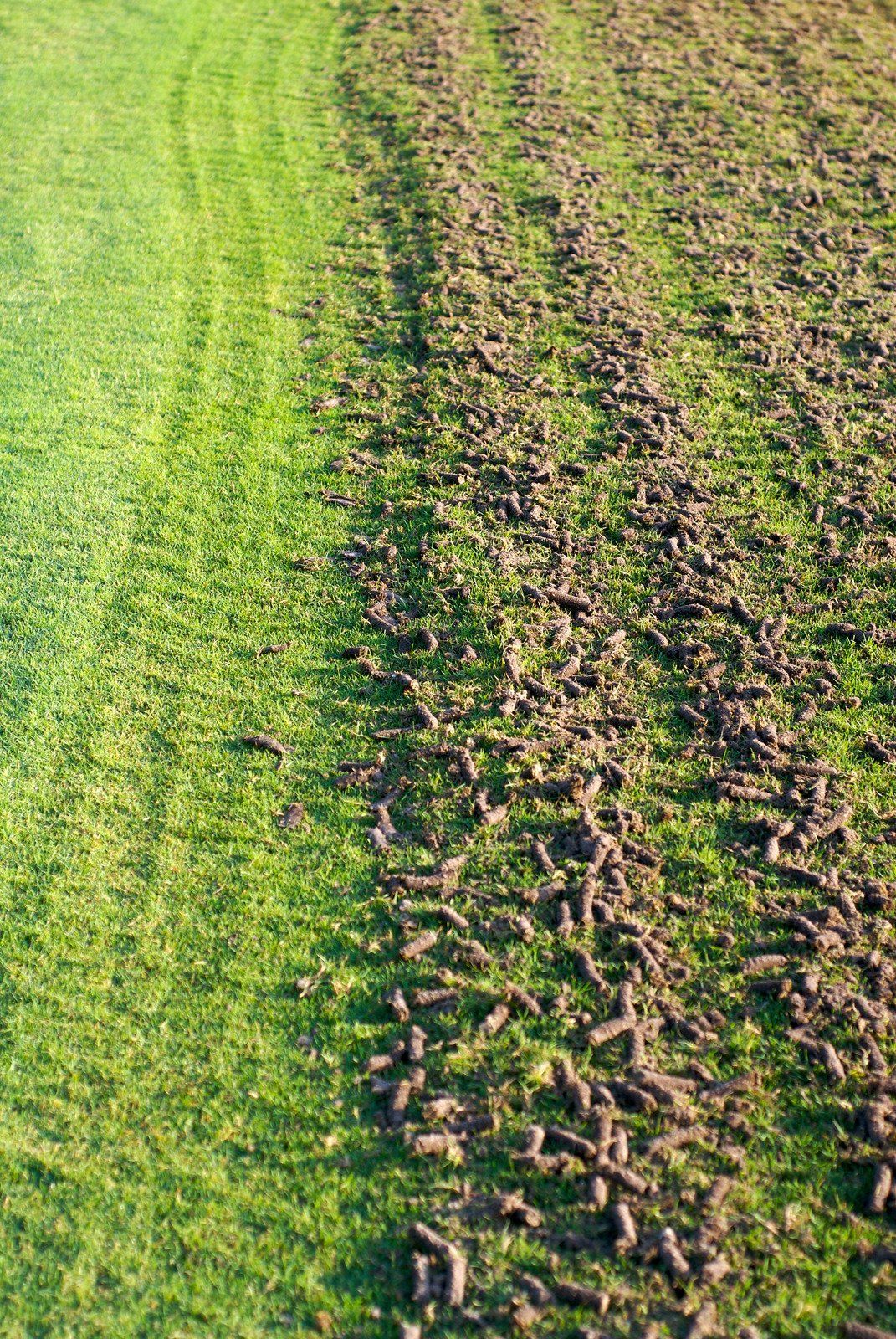 A green lawn, aerated on the right side, shows dark soil plugs.