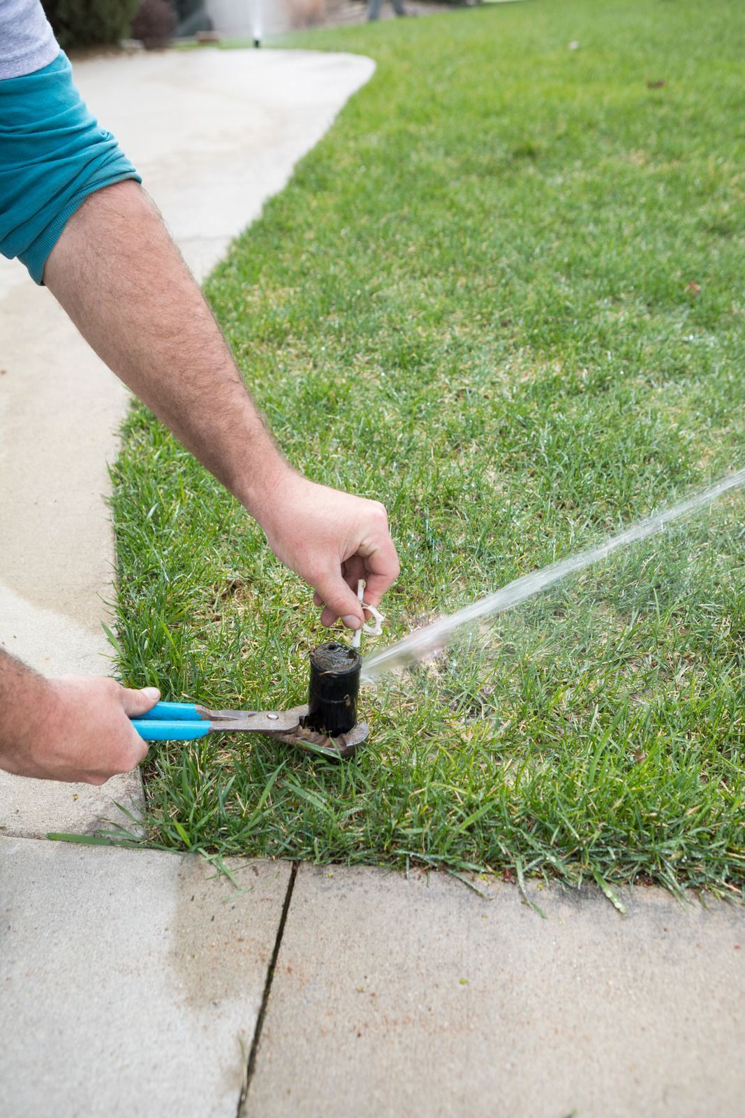 Person adjusts sprinkler head on green lawn with blue pliers.