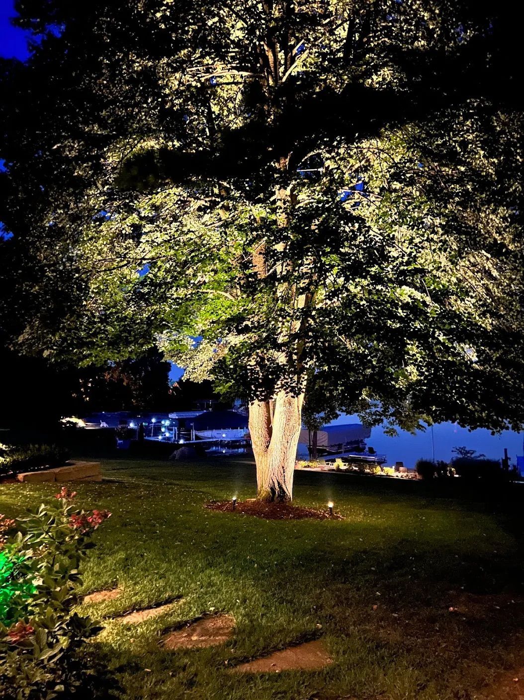 A tree is lit up at night in a yard