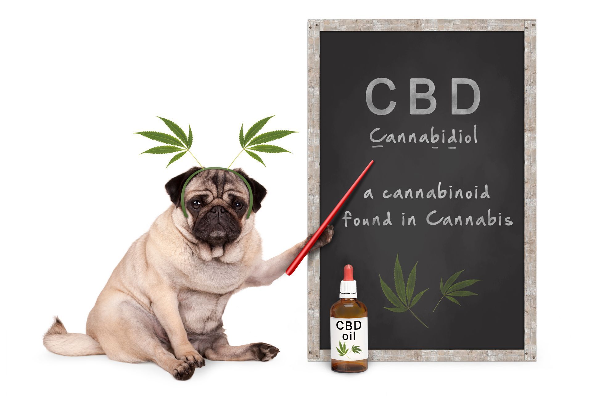 A pug dog is sitting in front of a blackboard that says cbd
