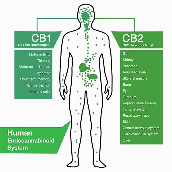A diagram of the human endocannabinoid system with cb1 and cb2