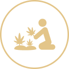 Gold icon of a person kneeling and planting a seedling inside a circular border