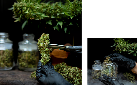 Gloved hands trim cannabis buds beside jars on a dark tabletop