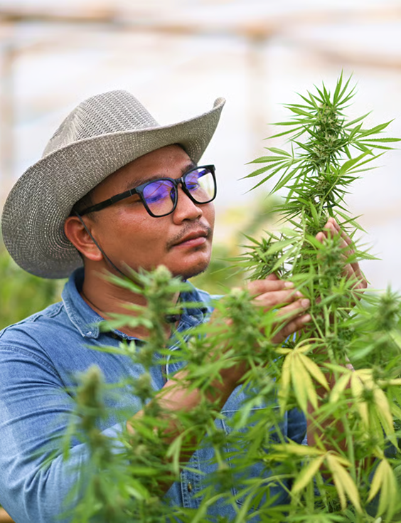 Person in a straw hat and glasses examining green cannabis plants in a greenhouse