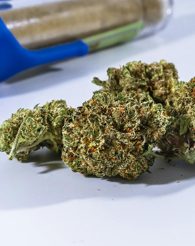 Close-up of cannabis buds on a white surface with a blue-handled grinder in the background