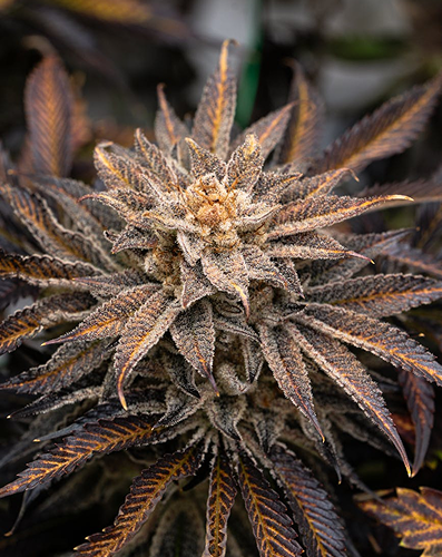 Close-up of a frosty cannabis bud with purple and orange leaves