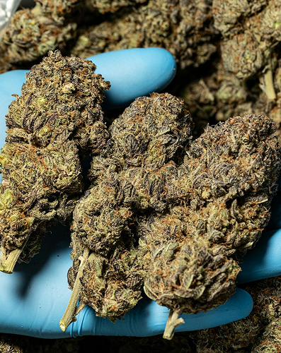 Blue-gloved hand holding several dried cannabis buds close-up.