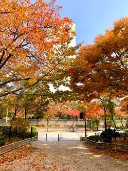 Autumn leaves in a Seoul park on a clear day
