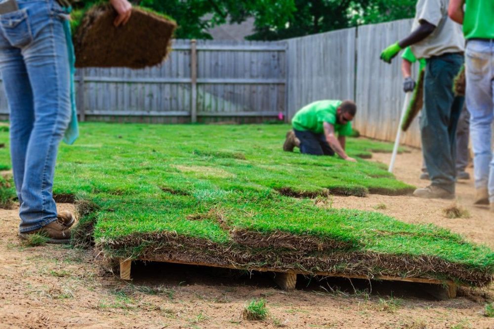 An image of Sod Installation in Town N Country FL