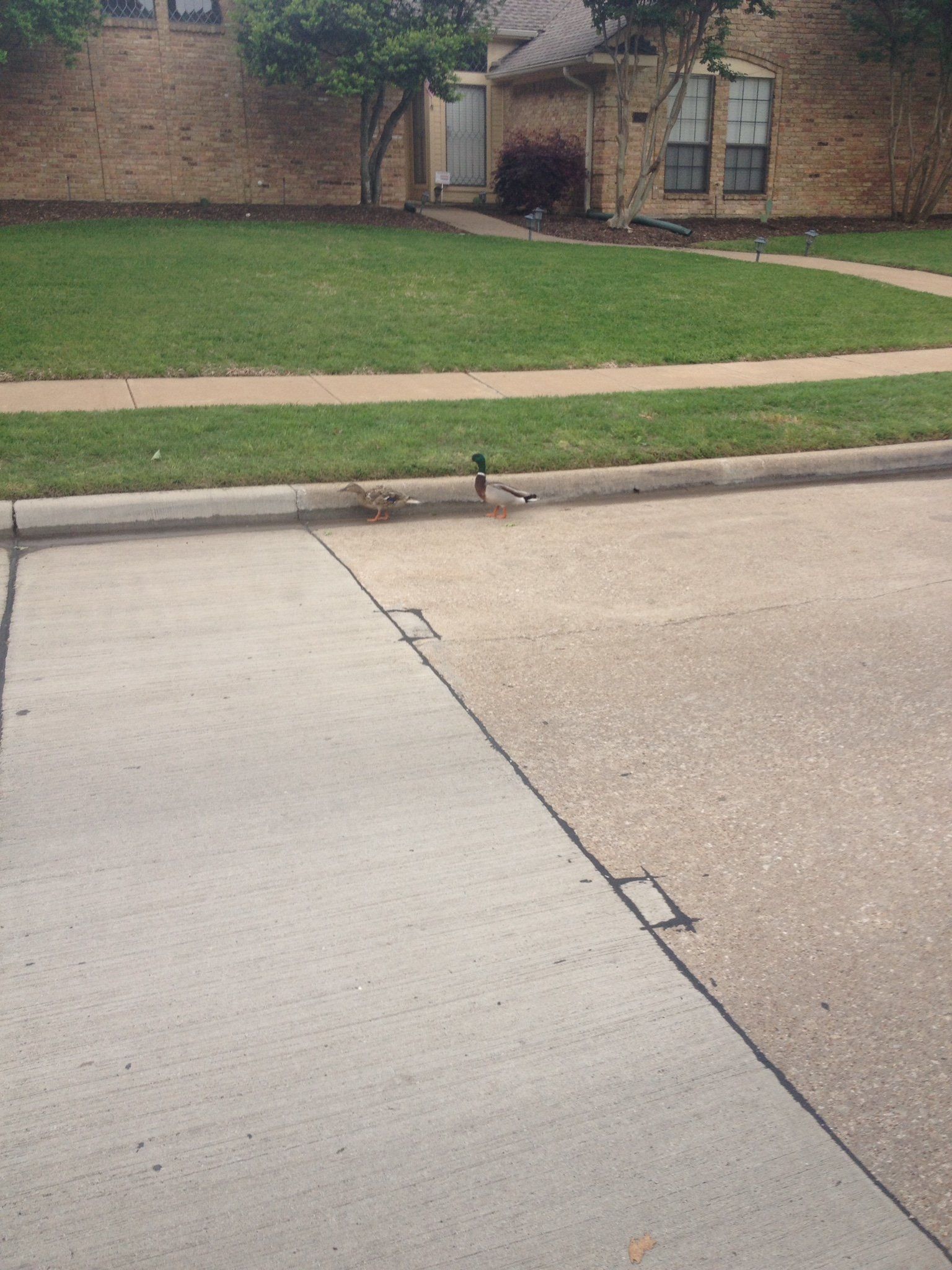 Concrete driveway meets curb with a small drainage opening beside a grassy lawn and brick house.