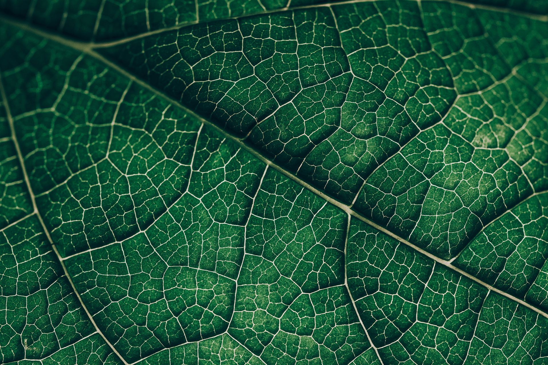 Lef closeup showing veins of leaf
