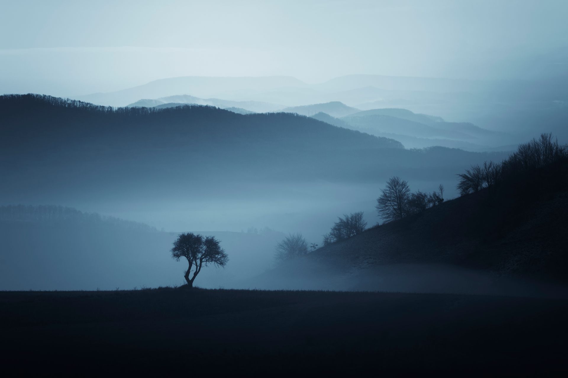 Lonely tree in valley of mountains