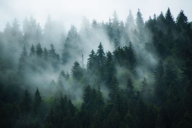 Moody forest of trees with fog