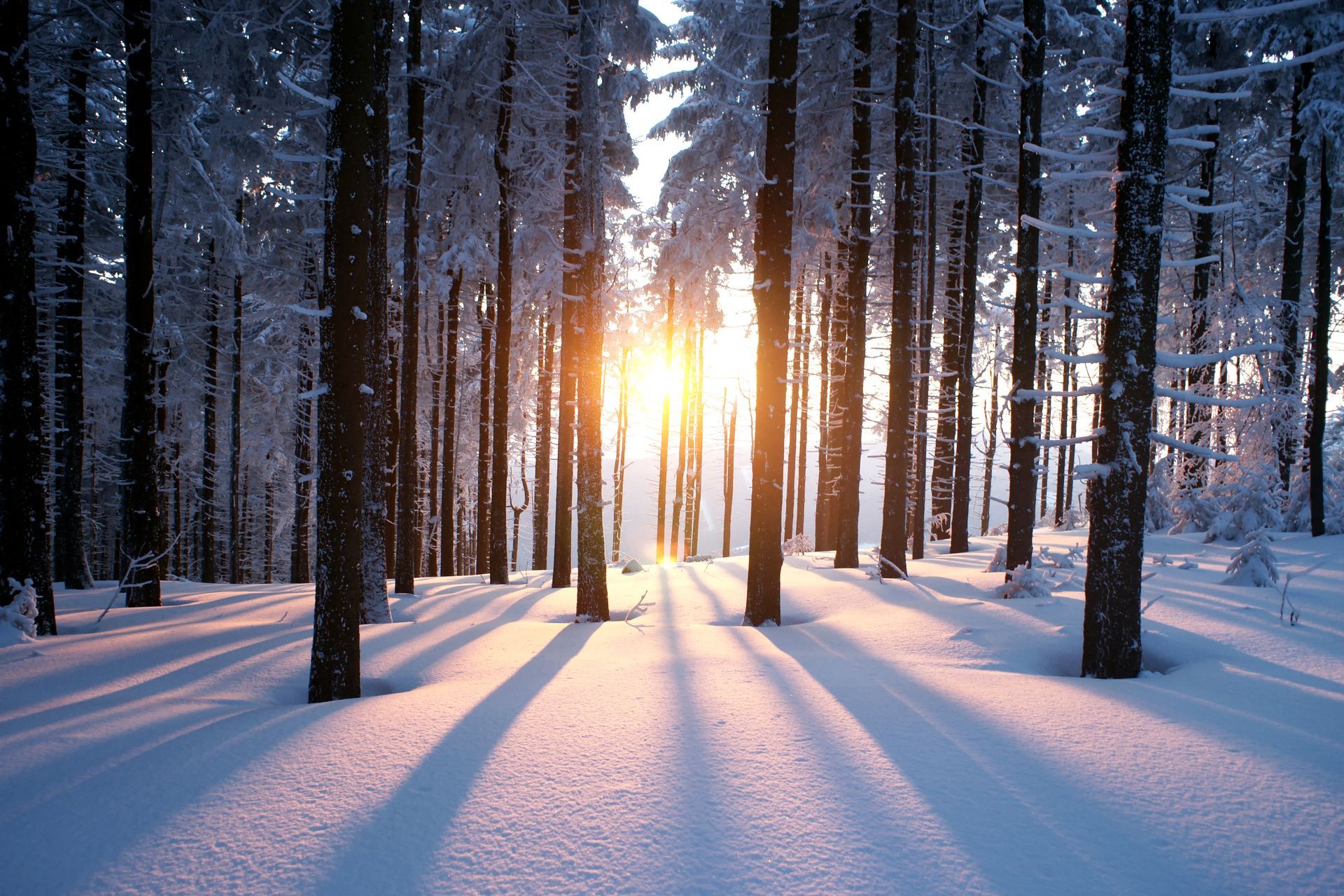 Serene trees in middle of wintertime