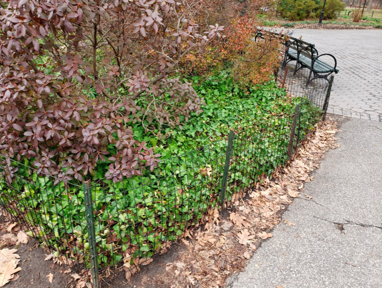 example of low welded wire fence in Central Park