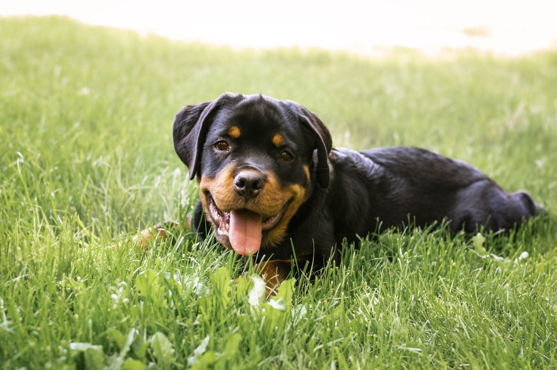 Save lives — Kailua, HI — Von Lotus Haus Dogs