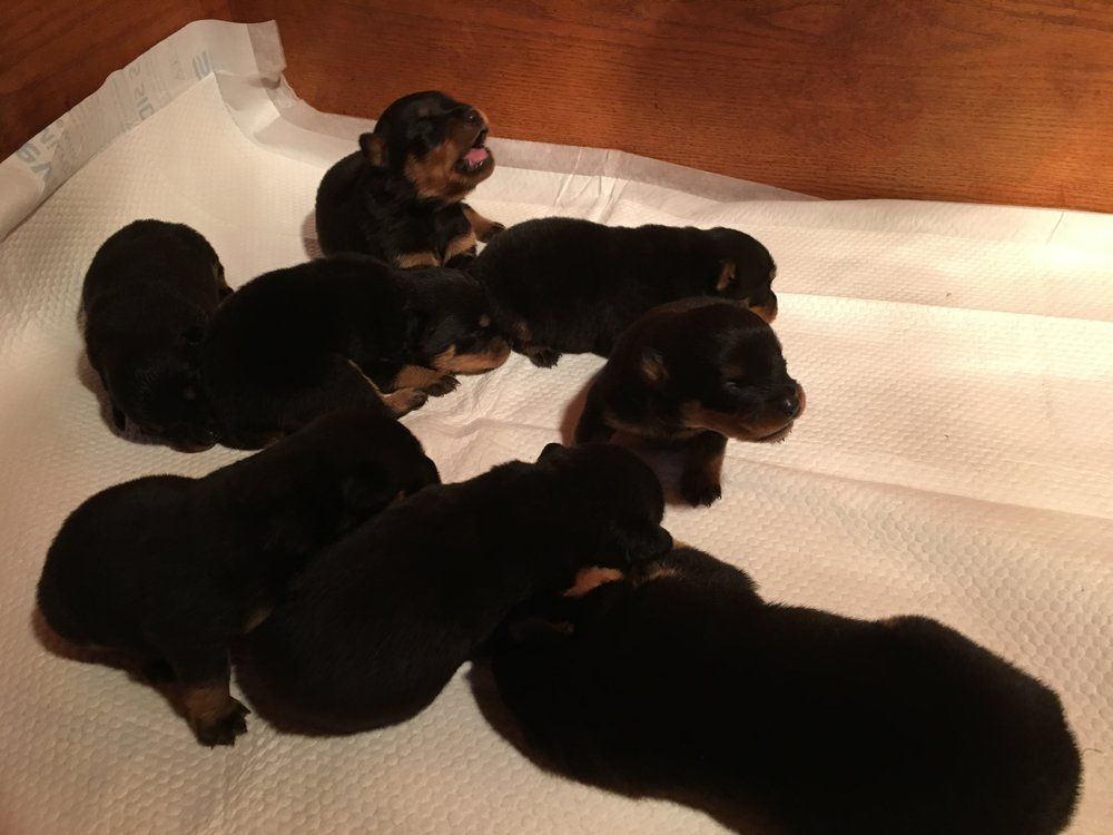 Two week old — Kailua, HI — Von Lotus Haus Dogs