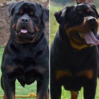 Dam and sire — Kailua, HI — Von Lotus Haus Dogs
